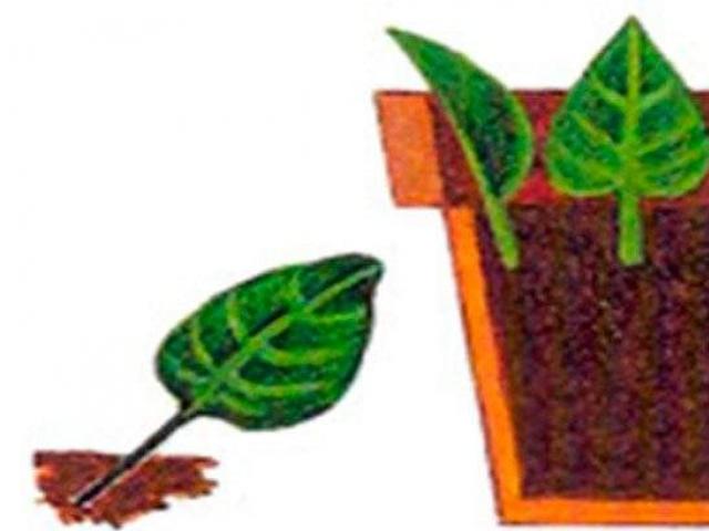 Размножение комнатных растений способы