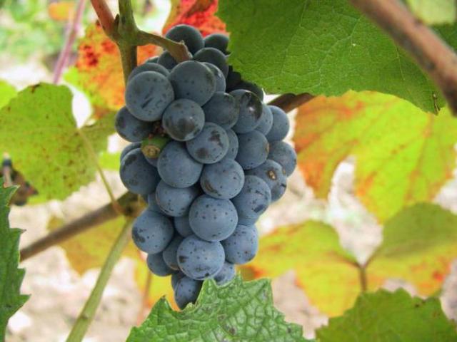 Как можно размножить и где лучше посадить виноград амурский, чем ценен этот вид?